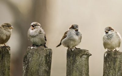 Deep Democracy en samenwerken