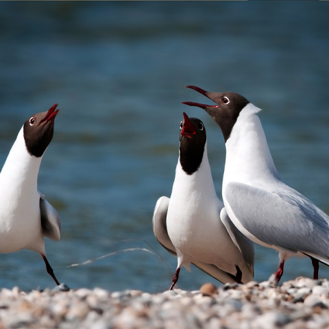 bb_body_confictcoaching